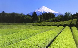 Gruener-Tee-Sorten-Japan-Mt-Fuji