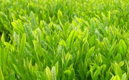 Shincha