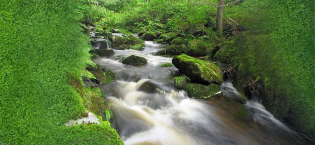 Grüner Tee: Wasser