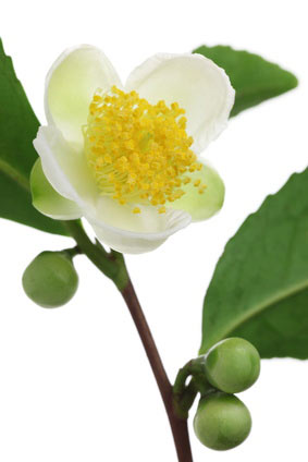 Camellia Sinensis