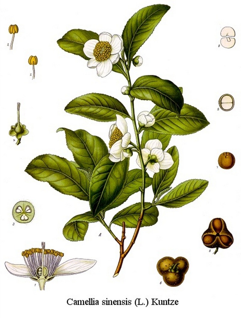 Camellia Sinensis