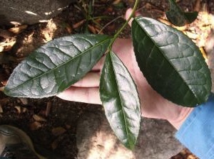 Camellia Sinensis var. Assamica