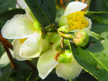 Blüte Camellia Sinensis var. Sinensis