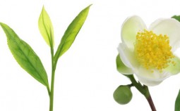gruentee-blatt-und-bluete