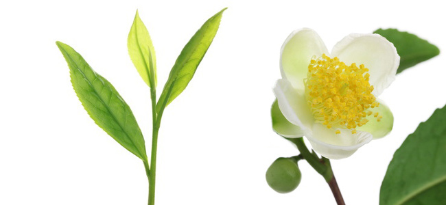 Camellia sinensis