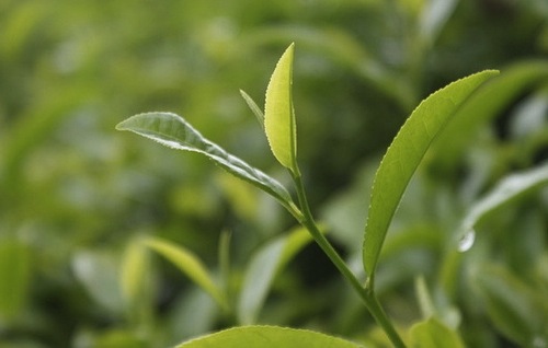 Grüner Tee als Heilfpflanze
