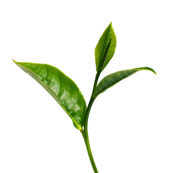 Camellia Sinensis