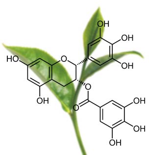 gruentee-egcg