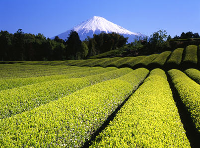 Teefeld mit Berg Fuji