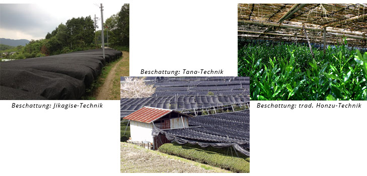 Beschattungtechniken von Grüntee