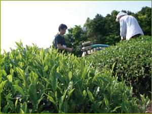 Teeplantage Grüner Tee