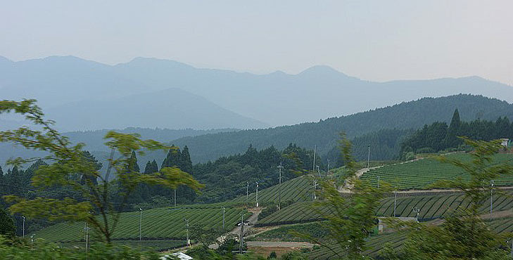 Gyokuro Plantage in Hoshino