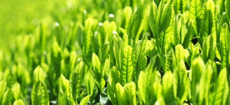 Grüner Tee: Vorsorge & Krankheiten