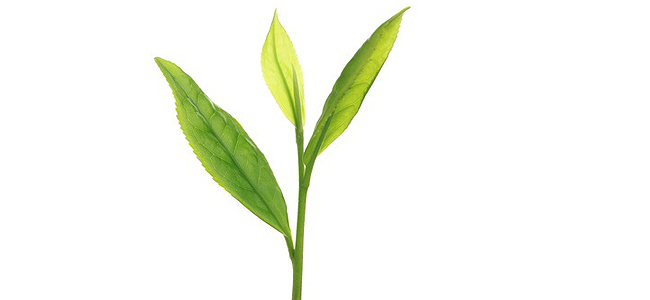 Grüner Tee und Krebs