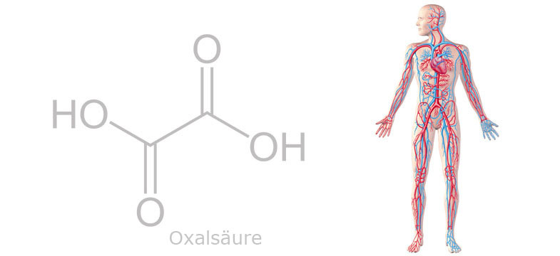 Oxalsäure (Oxalat) im Tee