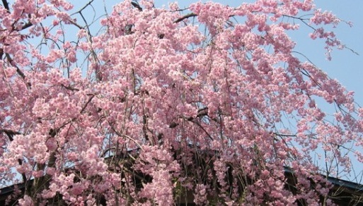 Kirschblüte in Kakunodate