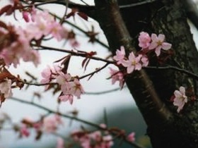 Wildkirsche Sakura Beni