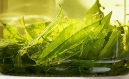 Grüner Tee bei Diverkulitis, Diverkulose und Divertikeln