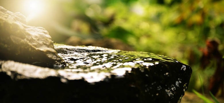 Tees gegen Blasenentzündung