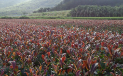 sunrouge-teefeld