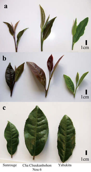 Teeblätter des Sunrouge, Cha Chuukanbohon Nou6 und Yabukita: a) junge Blätter der ersten Pflückung, b) junge Blätter der vierten Pflückung im September, c) ausgereifte Blätter im September