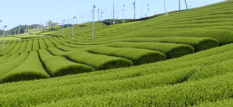 GABA-Teefeld in Shizuoka, Japan