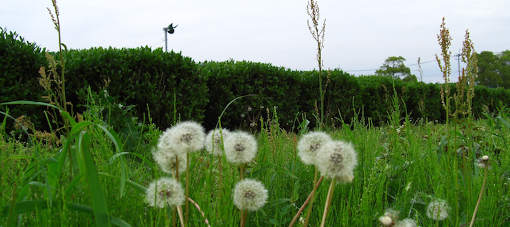 Bio-Grünteefeld mit natürlichen Kräutern in Kagoshima 