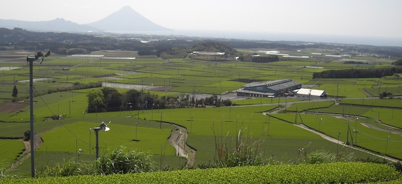 Grüner Tee aus Chiran (Kagoshima)