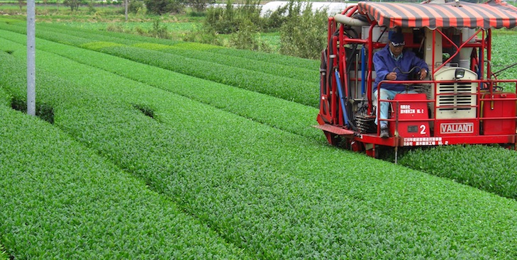 Erntemaschinen im Flachland bescheren Teefarmer in Kagoshima eine hohe Produktivität