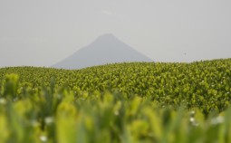 kagoshima-gruener-tee