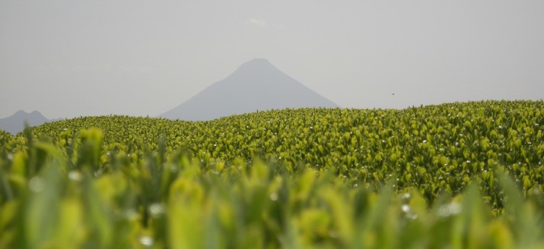 Grüner Tee aus Kagoshima