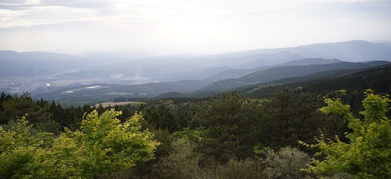 Grüner Tee aus Kirishima (Kagoshima)