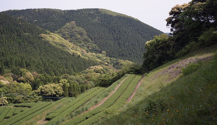 Malerisches Teefeld in den Bergen Nord-Chirans