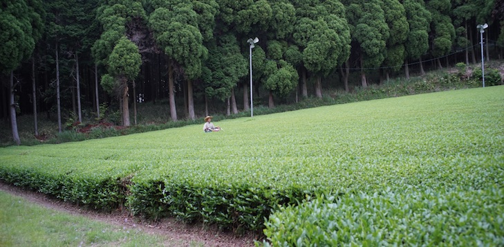 Wunderschönes Teefeld in Nord-Kirishima, umgeben von dichten Bergwäldern