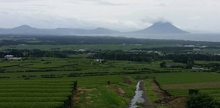 Teefelder mit Blick von Makurazaki auf das Wahrzeichen Kagoshimas, den aktiven Vulkan Mt. Sakurajima