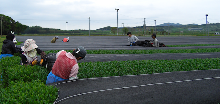 Beschattung von Sencha in Kagoshima kurz vor der Ernte