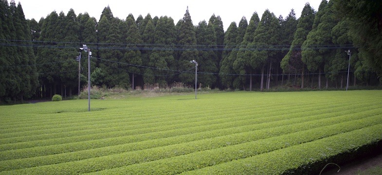 Grüner Tee aus Shibushi (Kagoshima)