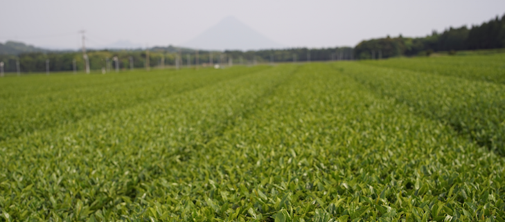 Fruchtbare, gut bewirtschaftbare Teefelder in Süd-Chiran, im Hintergrund der Mt. Sakurajima