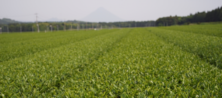 Fruchtbare, gut bewirtschaftbare Teefelder in Süd-Chiran, im  Hintergrund der Mt. Sakurajima