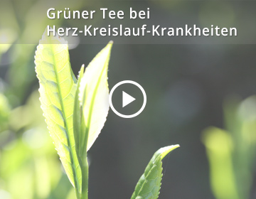 Grüner Tee bei Herz-Kreislauf-Krankheiten 