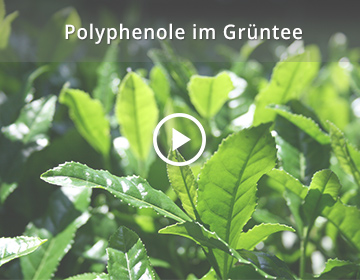 Polyphenole im Grüntee